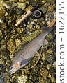 trout, fly fishing, flyfishing 1622155