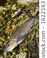 trout, fly fishing, flyfishing 1622163