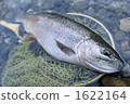 gravel, trout, fly fishing 1622164
