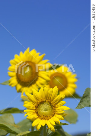 Sun Flower Sun Flower 1622489