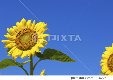 Sun Flower Sun Flower 1622490