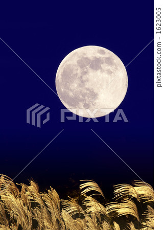 Moon and Susuki 1623005