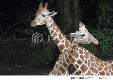 giraffe, africa, mammalian 1623126