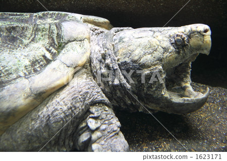turtle, alligator snapping turtle, reptilian 1623171
