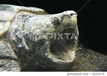 兇猛的廢話龜 1623174