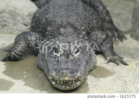 鱷魚 爬行動物 爬蟲類的 1623175