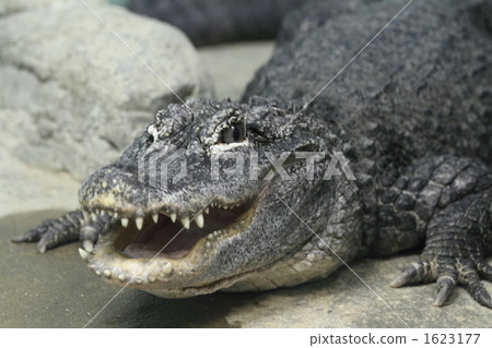 ferocious, fierce, alligator 1623177