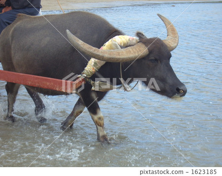 水牛 1623185