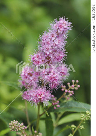 Hozakimotsuke 1623592