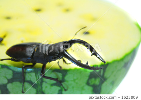 图库照片: 锹形虫 成虫 锯齿状的鹿角甲虫