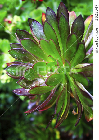 Aeonium after the rain 1623947