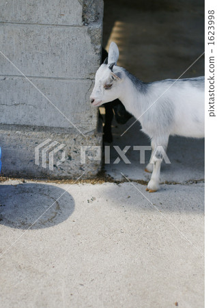 Child goat 1 Child goat 1 1623998