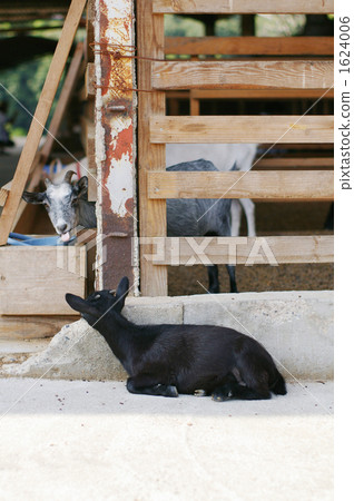 Child goat and adult goat 1624006