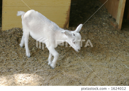 Child goat 4 1624012