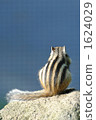 Chipmunk's back 1624029