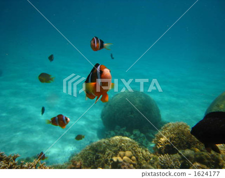 Anemonefish 2 1624177