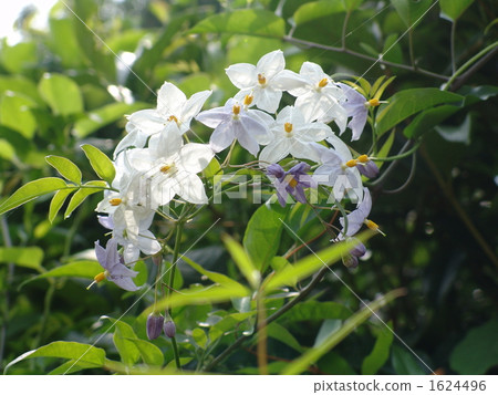 7月Turhananas·Solanaceae 02 7月Turhananas·Solanaceae 02 1624496