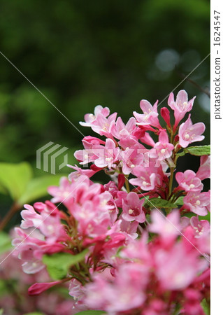 Weigela Weigela 1624547