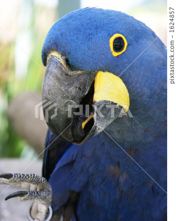 parrot, aum, avian 1624857