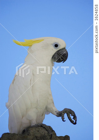 parrot, aum, avian 1624858