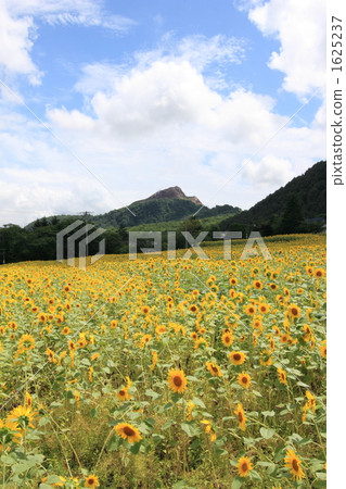 Sunflower field Sunflower field 1625237
