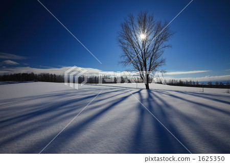 Shadow of philosophical tree 1625350