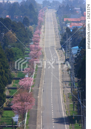 Line of cherry blossom trees Line of cherry blossom trees 1625374