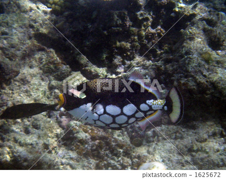 熱帶魚 長濱 來間島 1625672