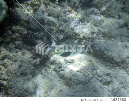 熱帶魚 長濱 來間島 1625680