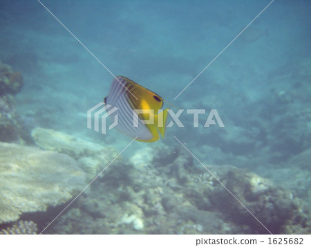 threadfin butterflyfish, tropical fish, nagamahama 1625682