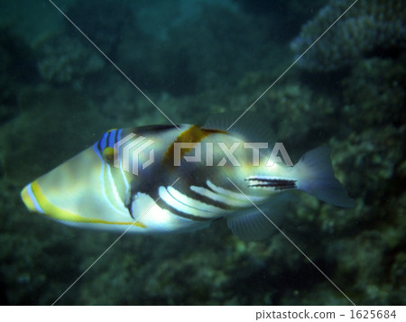 熱帶魚 長濱 來間島 1625684