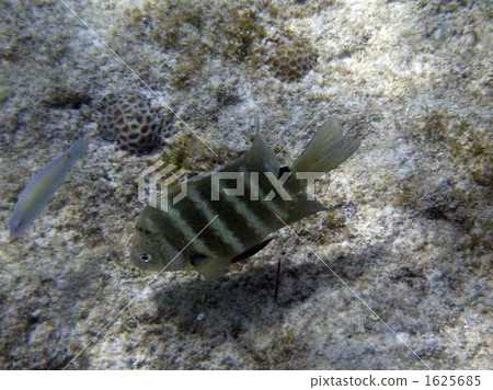 shima damselfish, tropical fish, nagamahama 1625685