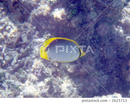 熱帶魚 新城海岸 宮古島 1625713