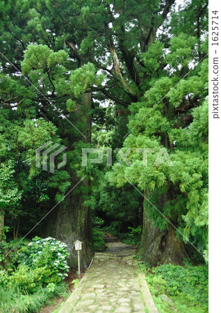 Daimonzaka雪松樹 Daimonzaka雪松樹 1625714
