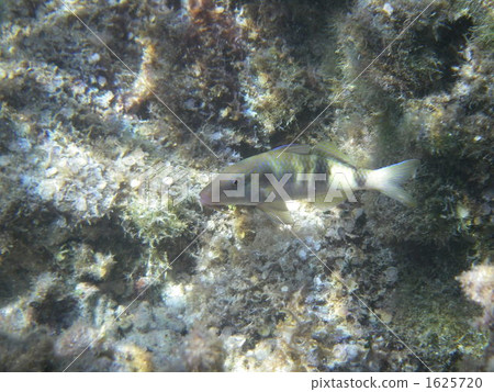 伯父 新城海岸 宮古島 1625720