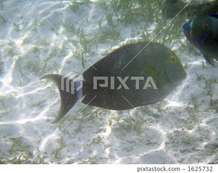 熱帶魚 新城海岸 宮古島 1625732