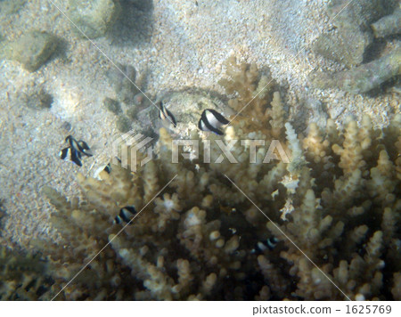 宅泥魚 白保 熱帶魚 1625769