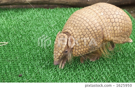 動物園 陸上動物 哺乳類 1625950