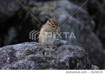 花栗鼠凝視 花栗鼠凝視 1626018