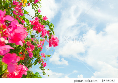 Bougainvillea 1626068