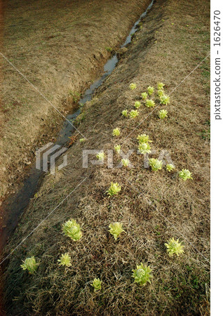 風來坊 富貴稈 植物 1626470