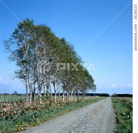 country road, rural road, colonnade 1626525