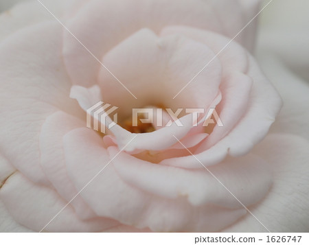 Roses aspirin rose Roses aspirin rose 1626747