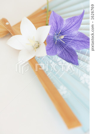 Kikyo-06■折疊扇·粉末 1626769