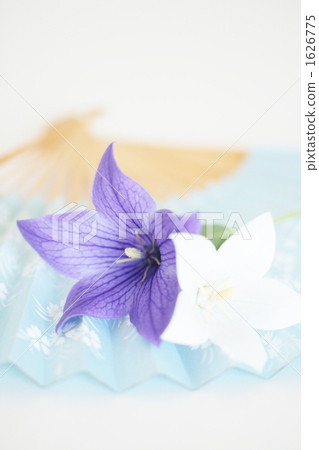 Kikyo-08 ■ Folding Fan · Fenghua Kikyo-08 ■ Folding Fan · Fenghua 1626775