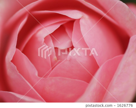 Rose bruno perpian 1626776