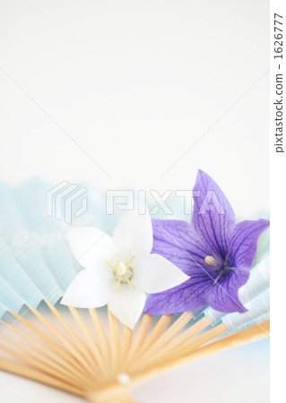 Kikyo-09 ■ Folding Fan · Powder 1626777