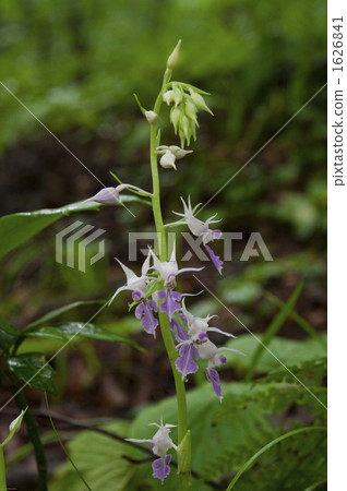Okiri Ebinet之花 Okiri Ebinet之花 1626841