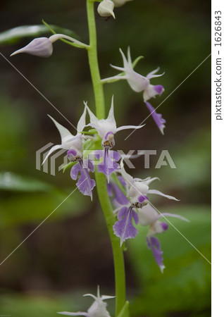 Okiri Ebinet之花 Okiri Ebinet之花 1626843