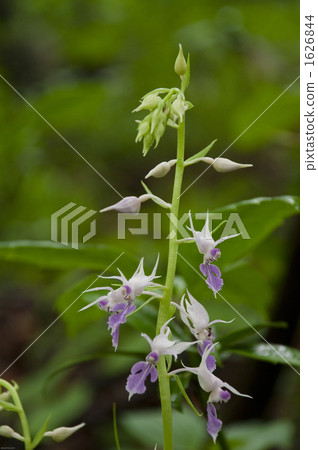 Okiri Ebinet之花 Okiri Ebinet之花 1626844